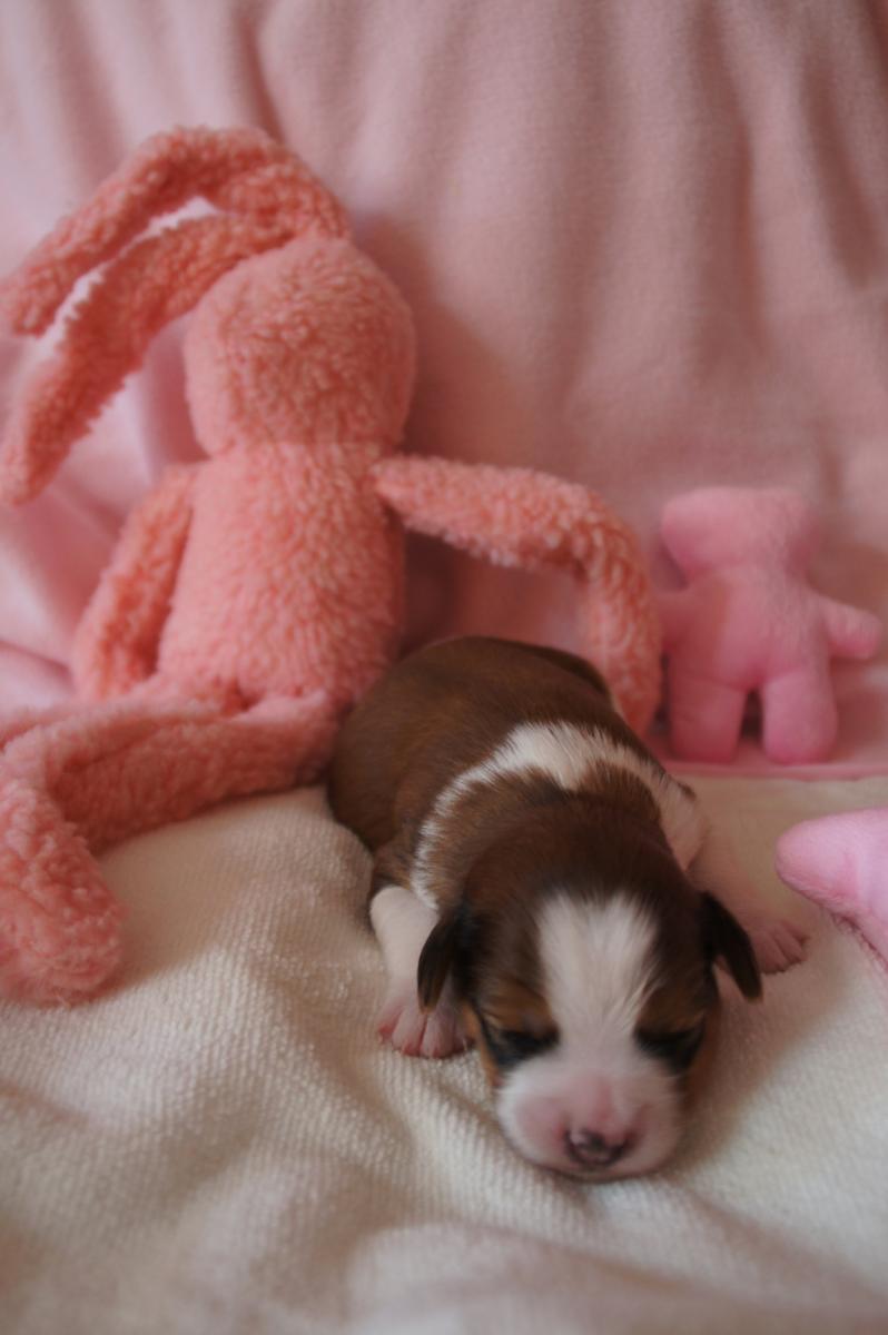 1 week oud