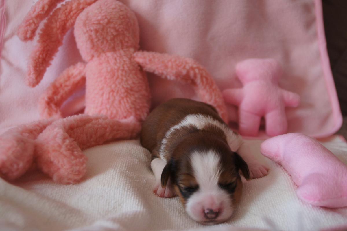 1 week oud