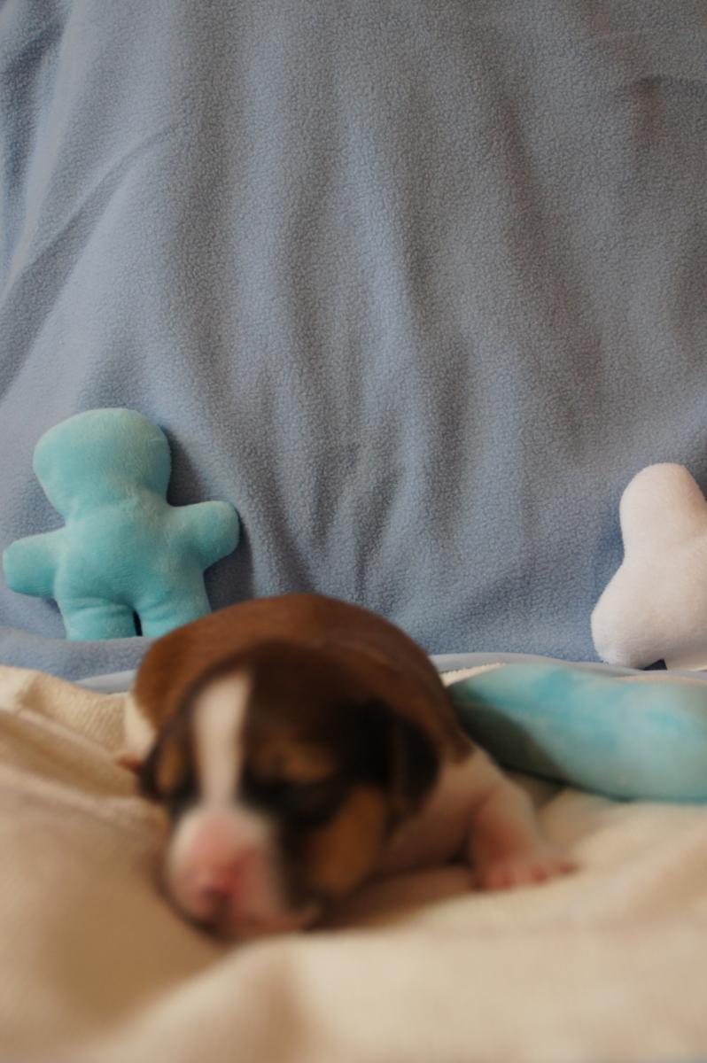 1 week oud