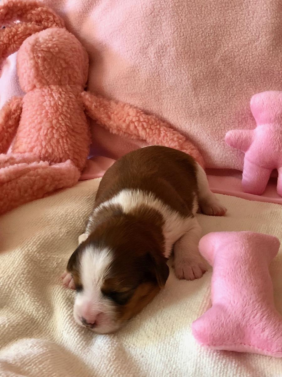 1 week oud