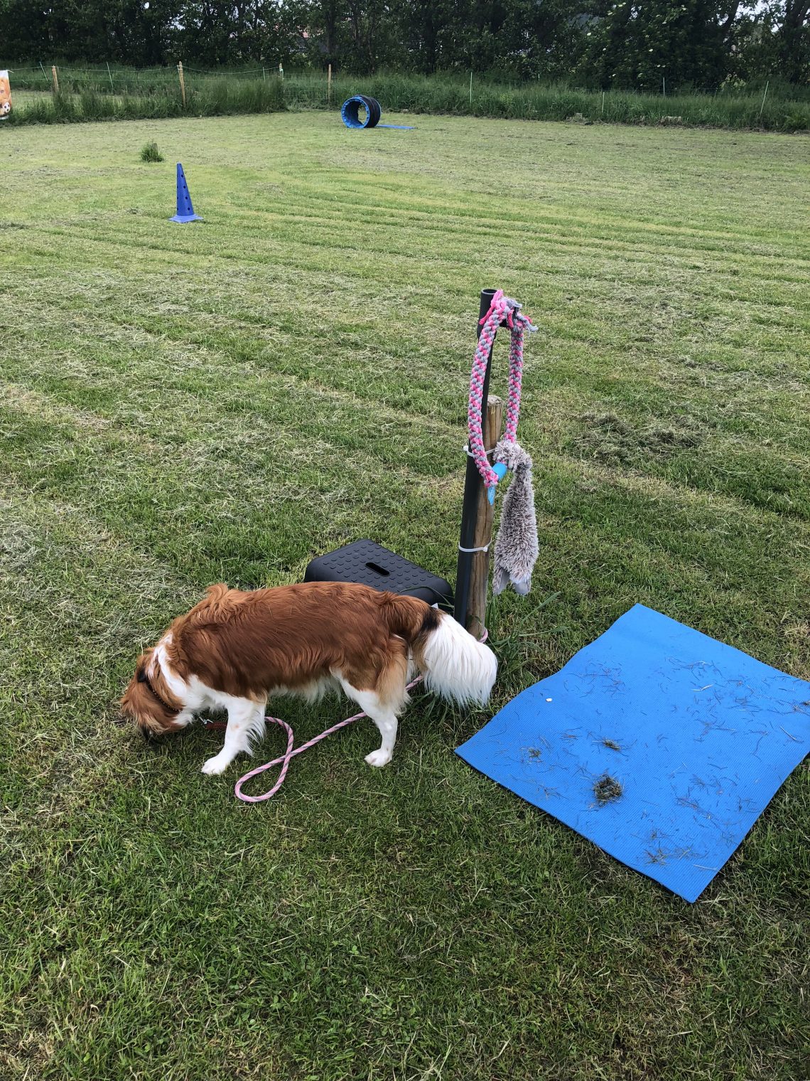 Lucy tijdens training