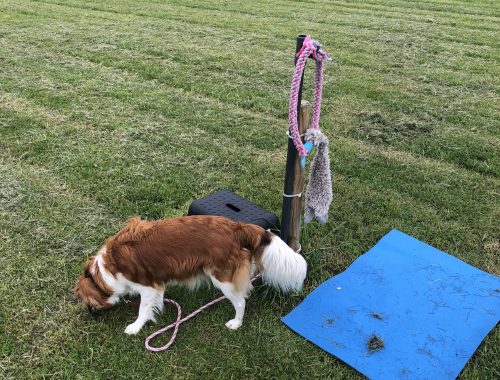Training