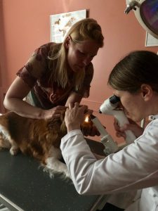 Oogkeuring van Lucy